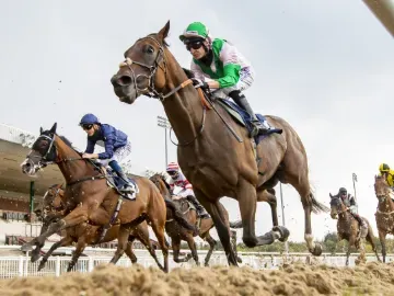 Horses racing down the final straight at Wolverhampton