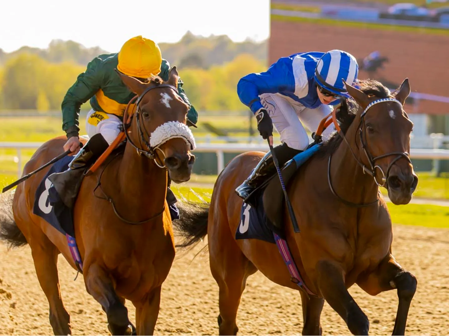 Horses racing at Wolverhampton Racecourse