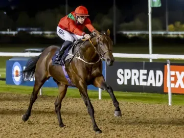 A solo jockey and horse barelling down the track at Wolverhampton