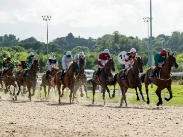 A large field of horses race each other down the track at Wolverhampton.